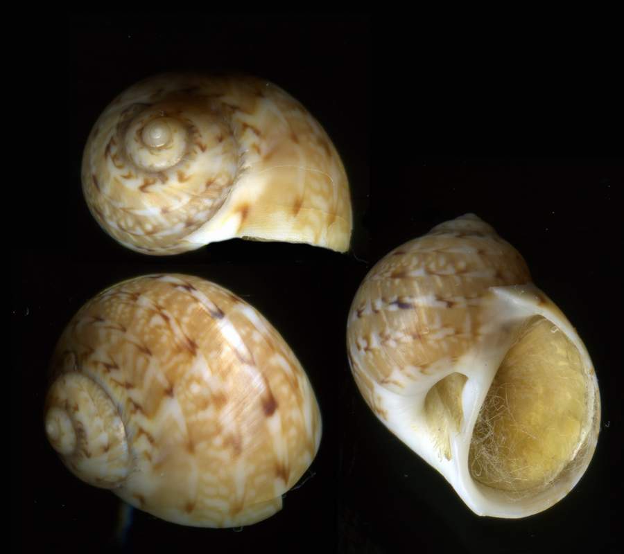 Naticidae Euspira catena (Da Costa,1778) ?